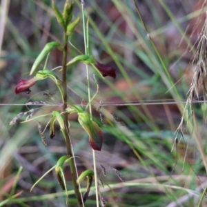 Cryptostylis subulata at Pambula Beach, NSW - 2 Jan 2023