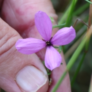 Tetratheca thymifolia at Pambula Beach, NSW - 2 Jan 2023 07:31 AM