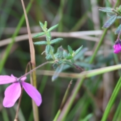 Tetratheca thymifolia at Pambula Beach, NSW - 2 Jan 2023 07:31 AM