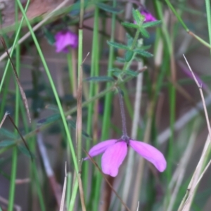 Tetratheca thymifolia at Pambula Beach, NSW - 2 Jan 2023 07:31 AM