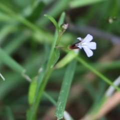 Lobelia anceps (Angled Lobelia) at Pambula Beach, NSW - 1 Jan 2023 by KylieWaldon