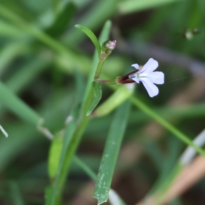 Lobelia anceps (Angled Lobelia) at Pambula Beach, NSW - 1 Jan 2023 by KylieWaldon