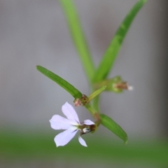 Lobelia anceps at Pambula Beach, NSW - 2 Jan 2023 07:45 AM