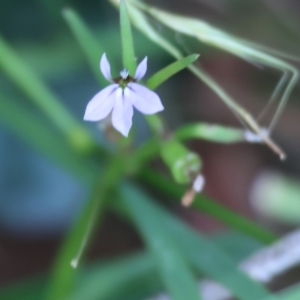 Lobelia anceps at Pambula Beach, NSW - 2 Jan 2023 07:45 AM