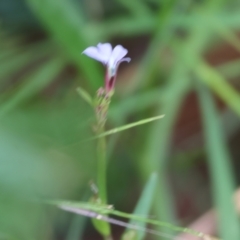 Lobelia anceps at Pambula Beach, NSW - 2 Jan 2023 07:45 AM