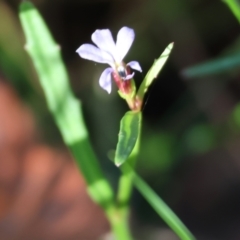 Lobelia anceps at Pambula Beach, NSW - 2 Jan 2023 07:45 AM