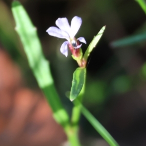 Lobelia anceps at Pambula Beach, NSW - 2 Jan 2023 07:45 AM