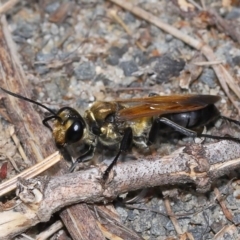 Unidentified Sand or digger wasp (Crabronidae or Sphecidae) at Wellington Point, QLD - 13 Jan 2023 by TimL
