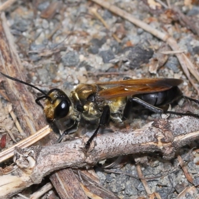 Sphex sp. (genus) at Wellington Point, QLD - 13 Jan 2023 by TimL