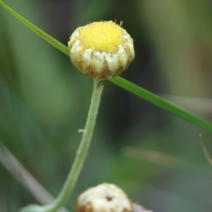 Coronidium sp. at Pambula Beach, NSW - 2 Jan 2023