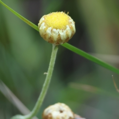 Coronidium sp. at Pambula Beach, NSW - 2 Jan 2023 by KylieWaldon