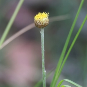 Coronidium sp. at Pambula Beach, NSW - 2 Jan 2023