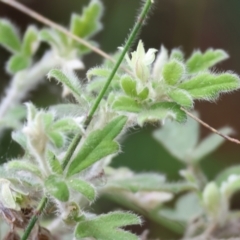 Xanthosia pilosa (Woolly Xanthosia) at Pambula Beach, NSW - 2 Jan 2023 by KylieWaldon