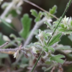 Xanthosia pilosa at Pambula Beach, NSW - 2 Jan 2023 07:32 AM