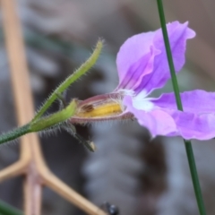 Scaevola ramosissima (Hairy Fan-flower) at Pambula Beach, NSW - 2 Jan 2023 by KylieWaldon