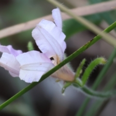 Scaevola ramosissima at Pambula Beach, NSW - 2 Jan 2023 07:40 AM