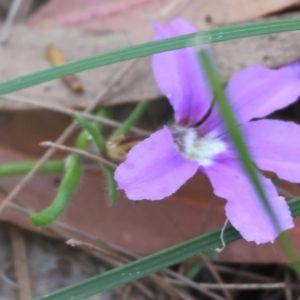 Scaevola ramosissima at Pambula Beach, NSW - 2 Jan 2023