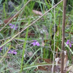 Scaevola ramosissima at Pambula Beach, NSW - 2 Jan 2023