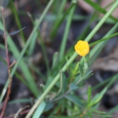 Hypericum gramineum (Small St Johns Wort) at Pambula Beach, NSW - 1 Jan 2023 by KylieWaldon