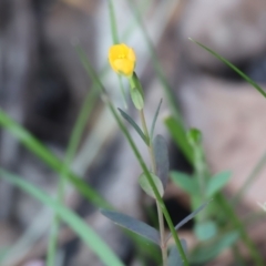 Hypericum gramineum at Pambula Beach, NSW - 2 Jan 2023 07:38 AM