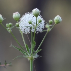 Trachymene composita var. composita at Pambula Beach, NSW - 1 Jan 2023 by KylieWaldon