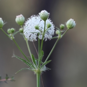 Trachymene composita var. composita at Pambula Beach, NSW - 2 Jan 2023