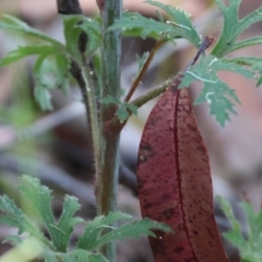 Trachymene composita var. composita at Pambula Beach, NSW - 2 Jan 2023