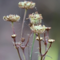 Trachymene composita var. composita at Pambula Beach, NSW - 2 Jan 2023