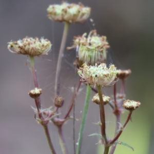 Trachymene composita var. composita at Pambula Beach, NSW - 2 Jan 2023