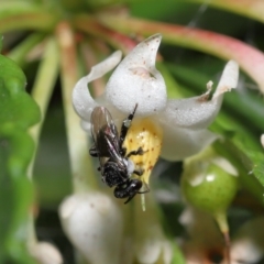 Unidentified Bee (Hymenoptera, Apiformes) (TBC) at Wellington Point, QLD - 14 Jan 2023 by TimL