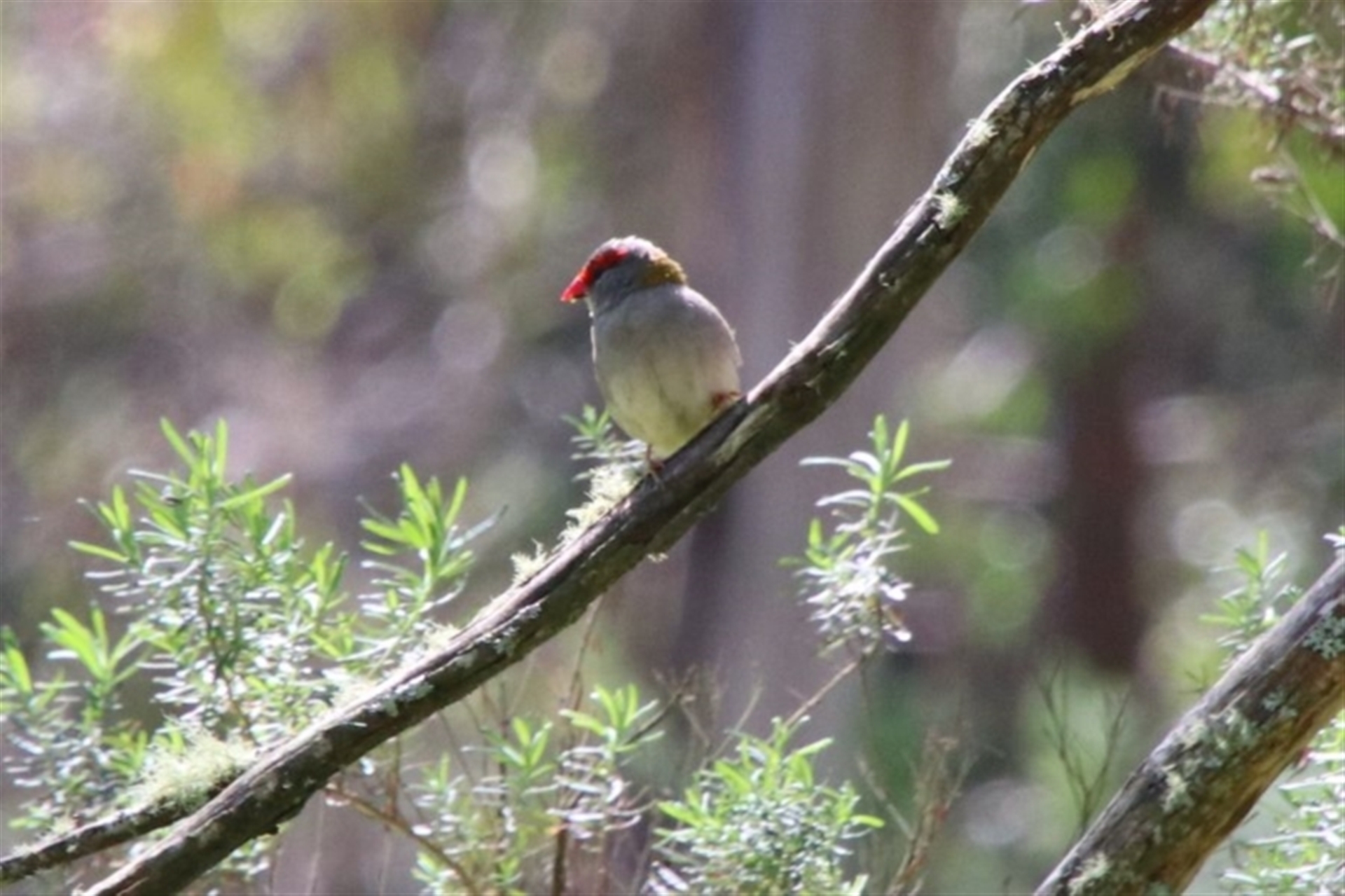Neochmia temporalis at Bowral, NSW - 25 Sep 2022 11:26 AM