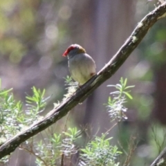 Neochmia temporalis (Red-browed Finch) at Bowral, NSW - 25 Sep 2022 by JanHartog