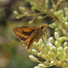 Ocybadistes walkeri (Green Grass-dart) at Greenway, ACT - 14 Jan 2023 by MatthewFrawley