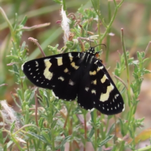 Phalaenoides tristifica at Greenway, ACT - 14 Jan 2023