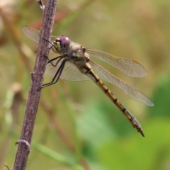 Hemicordulia tau (Tau Emerald) at Greenway, ACT - 14 Jan 2023 by MatthewFrawley