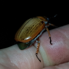 Anoplognathus brunnipennis (Green-tailed Christmas beetle) at Barton, ACT - 14 Jan 2023 by MatthewFrawley