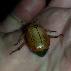 Anoplognathus brunnipennis at Barton, ACT - 14 Jan 2023 09:21 PM