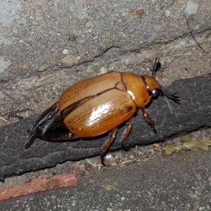 Anoplognathus brunnipennis at Barton, ACT - 14 Jan 2023 09:21 PM