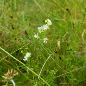 Glycine clandestina at Tinderry, NSW - 14 Jan 2023