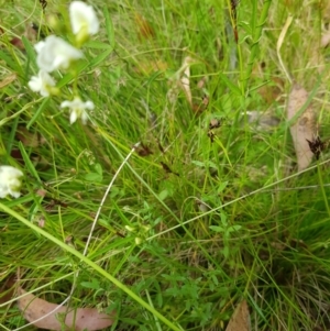 Glycine clandestina at Tinderry, NSW - 14 Jan 2023