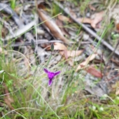 Thysanotus tuberosus (Common Fringe-lily) at Tinderry, NSW - 14 Jan 2023 by danswell