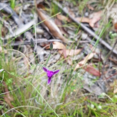 Thysanotus tuberosus (Common Fringe-lily) at Tinderry, NSW - 14 Jan 2023 by danswell