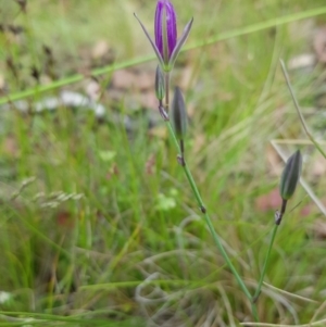 Thysanotus tuberosus at Tinderry, NSW - suppressed