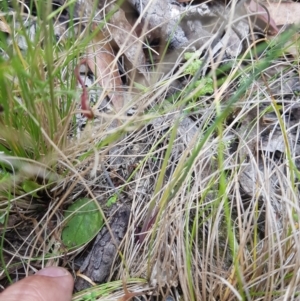 Thysanotus tuberosus at Tinderry, NSW - suppressed