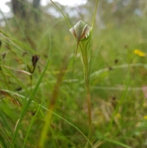 Diplodium decurvum at Tinderry, NSW - 14 Jan 2023