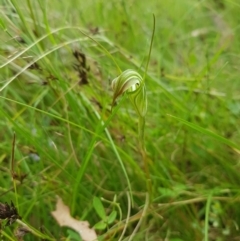 Diplodium decurvum at Tinderry, NSW - 14 Jan 2023