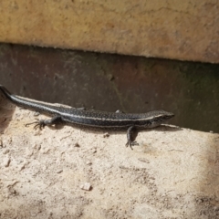 Pseudemoia spenceri (Spencer's Skink) at Tinderry, NSW - 14 Jan 2023 by danswell