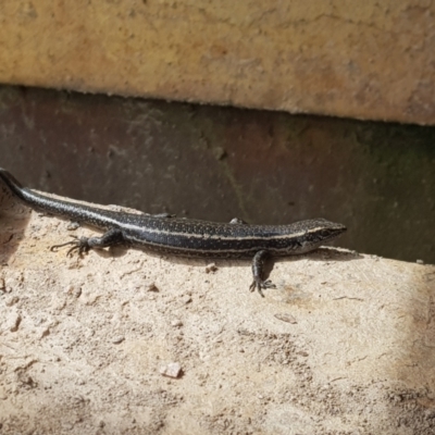 Pseudemoia spenceri (Spencer's Skink) at Mt Holland - 14 Jan 2023 by danswell