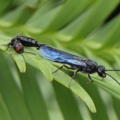 Rhagigaster ephippiger (Smooth flower wasp) at Braemar - 13 Jan 2023 by Curiosity