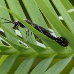 Rhagigaster ephippiger at Braemar, NSW - 13 Jan 2023